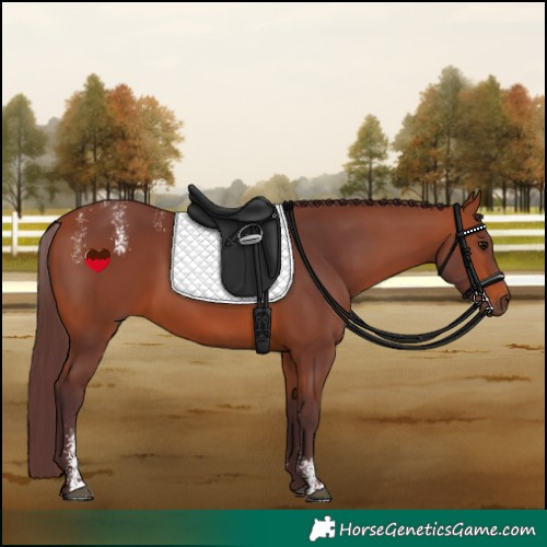 Horse Color:Powder White Chocolate Bay 