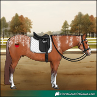 Horse Color:Powder White Chocolate Bay Rabicano 