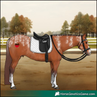 Horse Color:Powder White Chocolate Bay Rabicano 