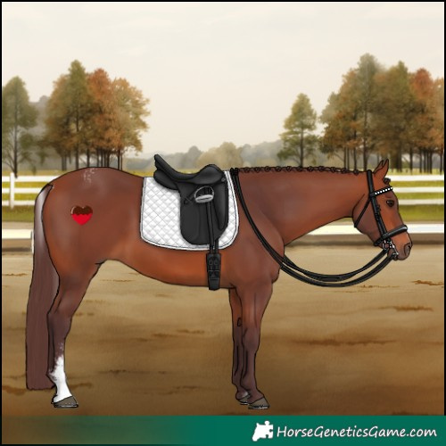 Horse Color:Powder White Chocolate Bay 