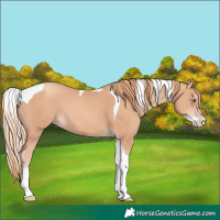 Horse Color:Gold Champagne Splash Tobiano 