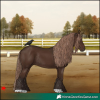 Horse Color:Liver Chestnut Rabicano