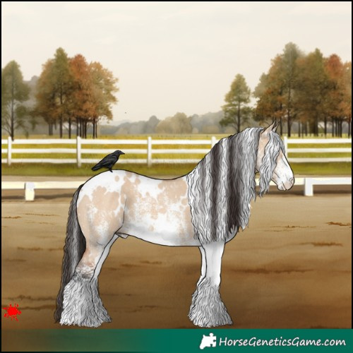Horse Color:White Spotted Bay Dun 