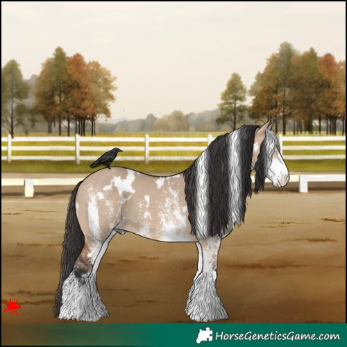 Horse Color:White Spotted Bay Dun 