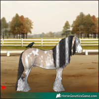 Horse Color:White Spotted Bay Dun 