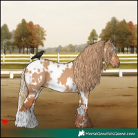 Horse Color:White Spotted Red Dun 