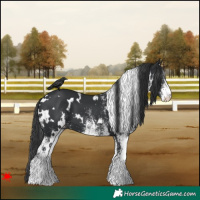 Horse Color:White Spotted Black