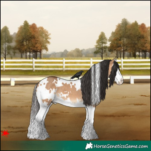 Horse Color:White Spotted Bay Dun Splash 