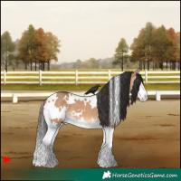Horse Color:White Spotted Bay Dun Splash 