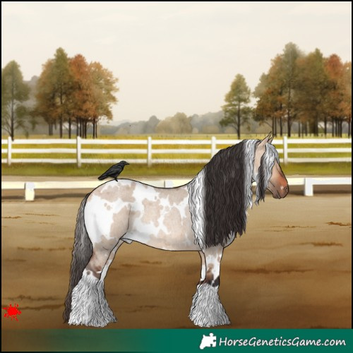 Horse Color:White Spotted Bay Roan Dun Rabicano 