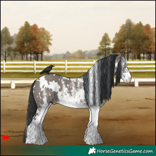 Horse Color:White Spotted Grullo 