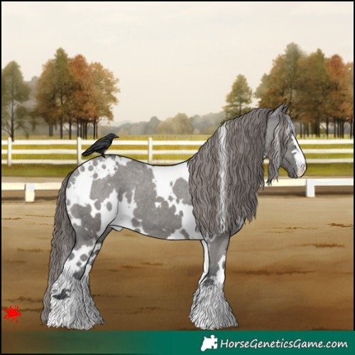 Horse Color:White Spotted Grullo Appaloosa 