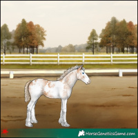 Horse Color:White Spotted Chestnut Splash 