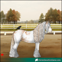 Horse Color:White Spotted Chestnut Splash 