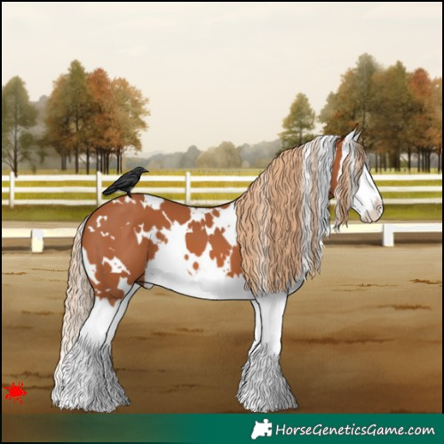 Horse Color:White Spotted Chestnut Splash 