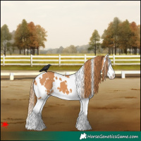 Horse Color:White Spotted Chestnut Splash
