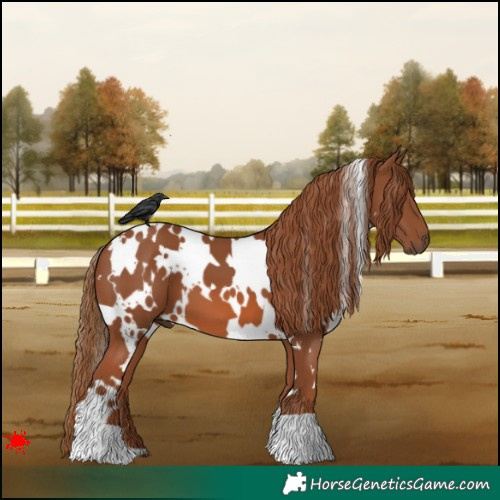 Horse Color:White Spotted Chestnut 