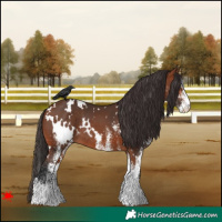 Horse Color:White Spotted Bay Rabicano 