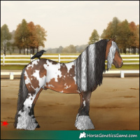 Horse Color:White Spotted Bay 