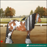Horse Color:White Spotted Bay 