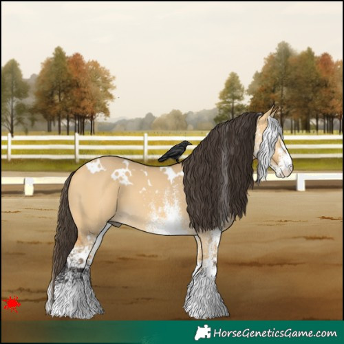 Horse Color:White Spotted Buckskin Dun