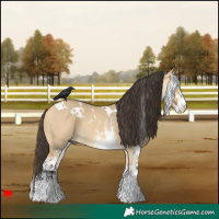 Horse Color:White Spotted Buckskin Dun 