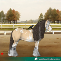 Horse Color:White Spotted Buckskin Dun 