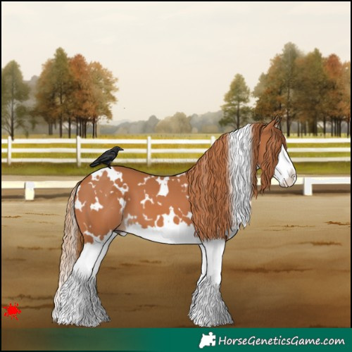 Horse Color:White Spotted Chestnut Splash 