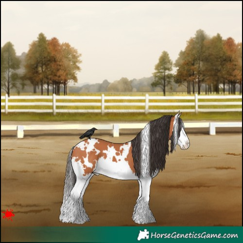 Horse Color:White Spotted Bay Splash 