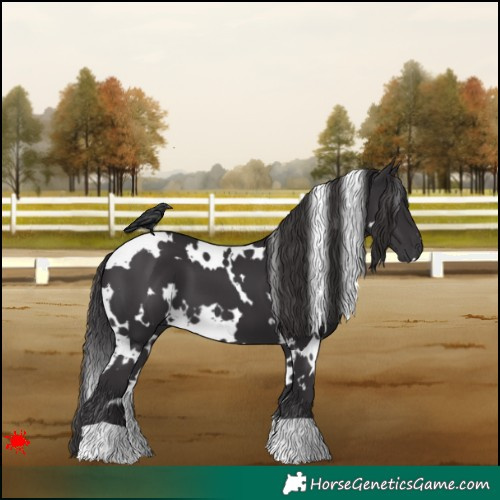 Horse Color:White Spotted Smoky Black 