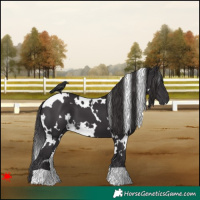 Horse Color:White Spotted Smoky Black 