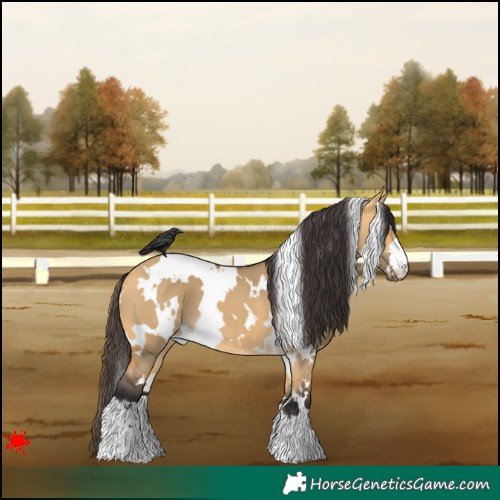 Horse Color:White Spotted Buckskin Dun 