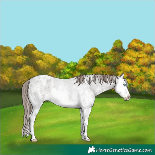Horse Color:Grullo Roan Sabino Splash Appaloosa Rabicano