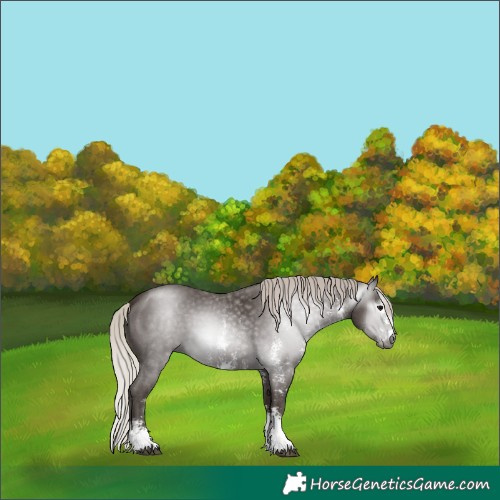 Horse Color:Gray Silver Black Sabino 