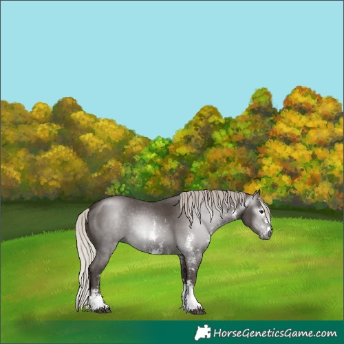Horse Color:Gray Silver Black Sabino 