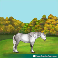 Horse Color:Gray Silver Black Sabino