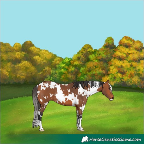 Horse Color:White Spotted Bay 
