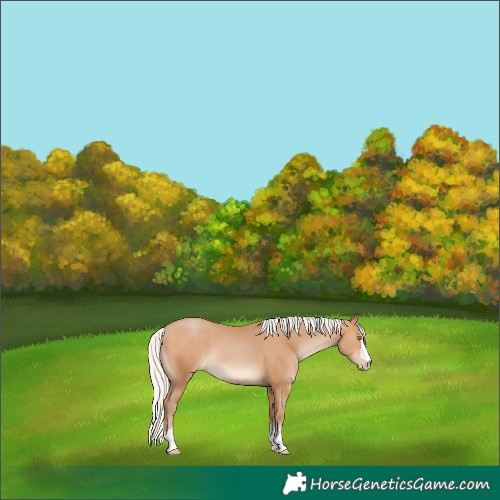 Horse Color:Silver Brown Pearl 