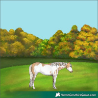 Horse Color:Silver Buckskin Sabino Frame 