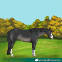 Horse Color:Black 