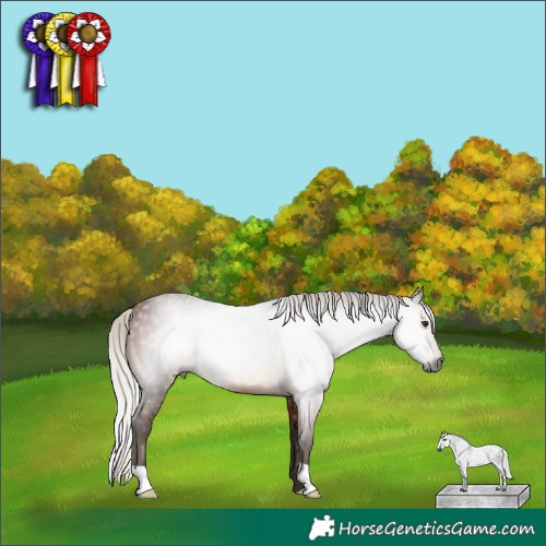 Horse Color:Gray Silver Bay 