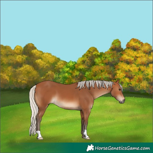 Horse Color:Silver Bay 