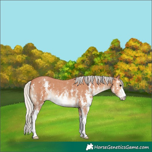 Horse Color:Silver Bay Sabino 