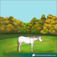 Horse Color:Bay Dun Sabino Frame Appaloosa 