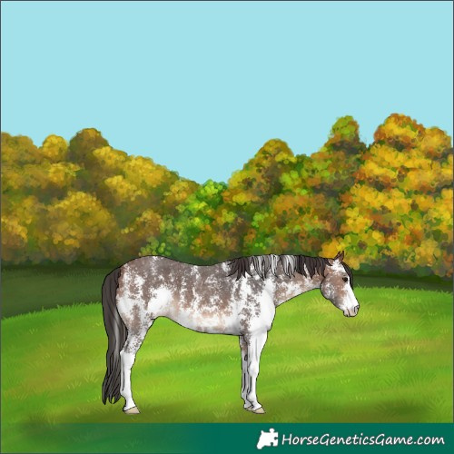 Horse Color:Brown Sabino 