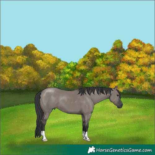 Horse Color:Grullo 