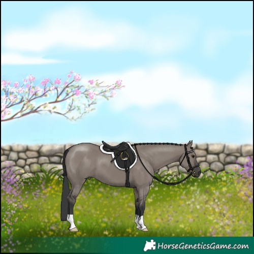 Horse Color:Grullo 