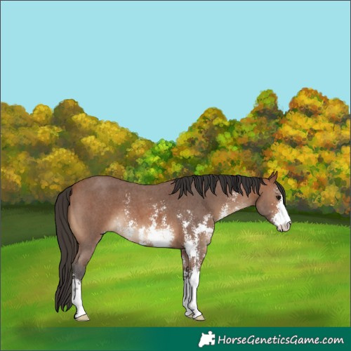 Horse Color:Bay Sabino 