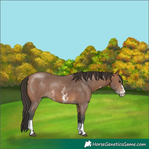 Horse Color:Bay Sabino 