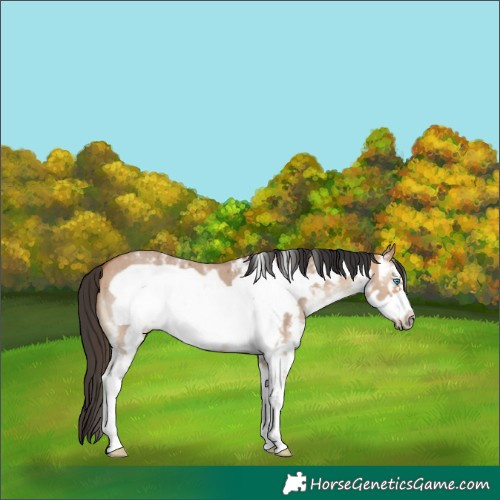 Horse Color:Bay Dun Sabino Frame